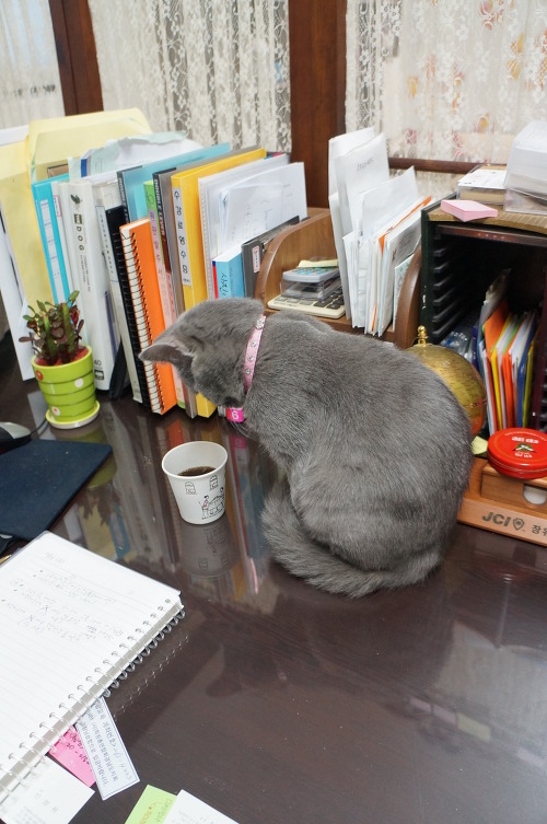 뽀글거리는 콜라가 신기한 고양이 | 인스티즈