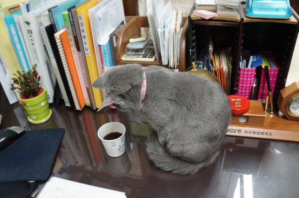 뽀글거리는 콜라가 신기한 고양이 | 인스티즈