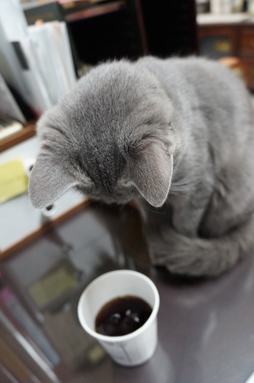 뽀글거리는 콜라가 신기한 고양이 | 인스티즈