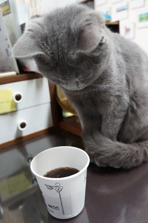 뽀글거리는 콜라가 신기한 고양이 | 인스티즈