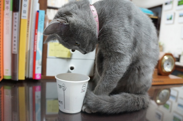 뽀글거리는 콜라가 신기한 고양이 | 인스티즈