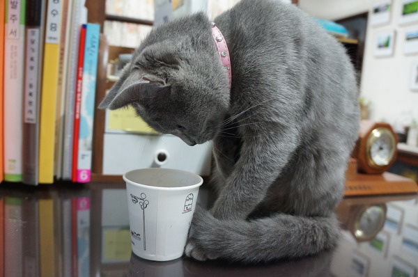 뽀글거리는 콜라가 신기한 고양이 | 인스티즈