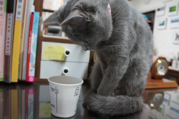 뽀글거리는 콜라가 신기한 고양이 | 인스티즈