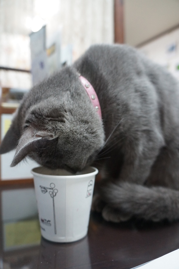 뽀글거리는 콜라가 신기한 고양이 | 인스티즈