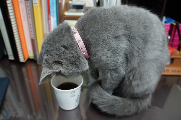 뽀글거리는 콜라가 신기한 고양이 | 인스티즈