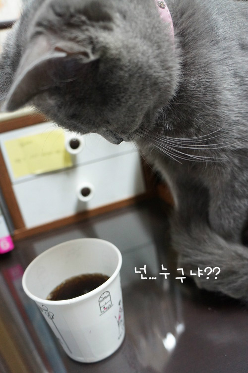 뽀글거리는 콜라가 신기한 고양이 | 인스티즈