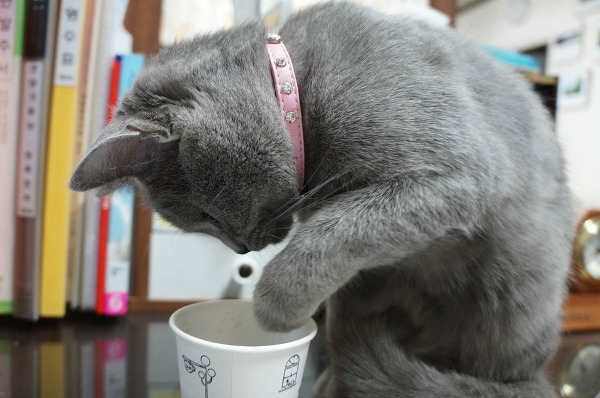 뽀글거리는 콜라가 신기한 고양이 | 인스티즈