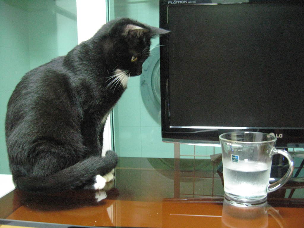 미요네 이미지