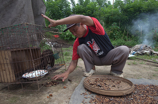 잔인하게 학대당하면서 커피를 생산해 내는 사향고양이들 (일명 루왁커피) | 인스티즈