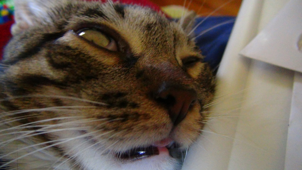 고양이가 잠드는 과정.. | 인스티즈