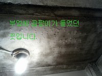 서울 당산동 주변에서 마녀몰이 당하고 있어요.._11