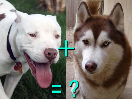 다양한 믹스견들 | 인스티즈