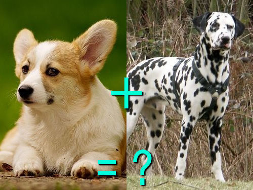 다양한 믹스견들 | 인스티즈