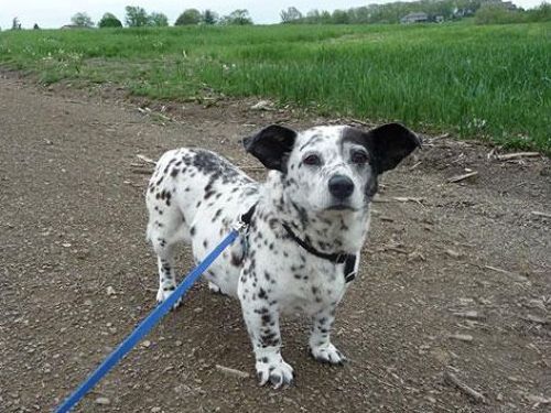 다양한 믹스견들 | 인스티즈