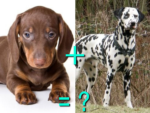 다양한 믹스견들 | 인스티즈