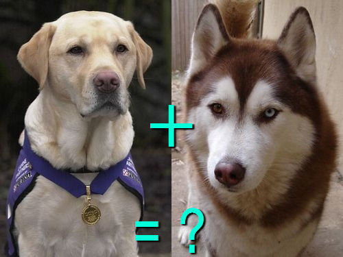 다양한 믹스견들 | 인스티즈