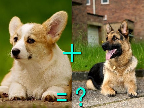 다양한 믹스견들 | 인스티즈