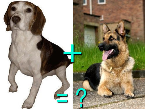 다양한 믹스견들 | 인스티즈