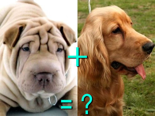 다양한 믹스견들 | 인스티즈