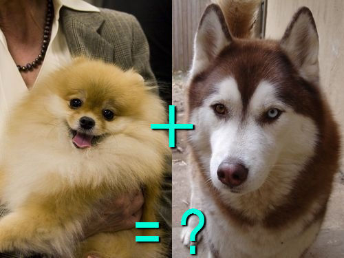 다양한 믹스견들 | 인스티즈