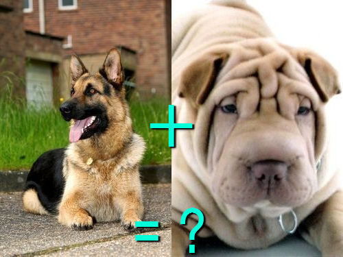 다양한 믹스견들 | 인스티즈