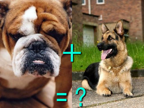 다양한 믹스견들 | 인스티즈