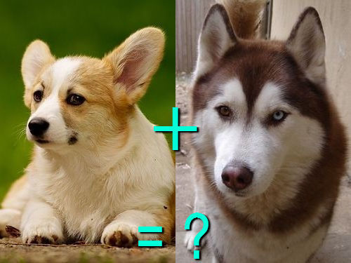 다양한 믹스견들 | 인스티즈