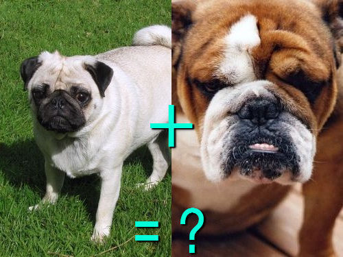 다양한 믹스견들 | 인스티즈