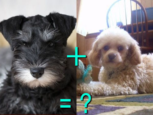 다양한 믹스견들 | 인스티즈