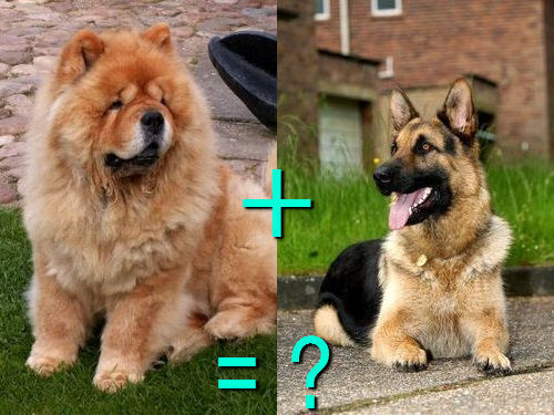 다양한 믹스견들 | 인스티즈