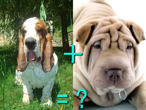 다양한 믹스견들 | 인스티즈