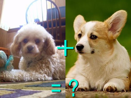 다양한 믹스견들 | 인스티즈