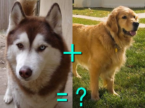 다양한 믹스견들 | 인스티즈