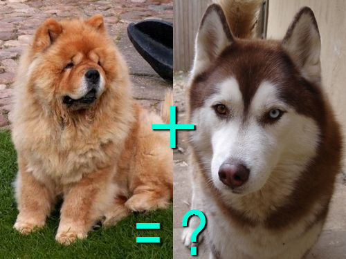 다양한 믹스견들 | 인스티즈