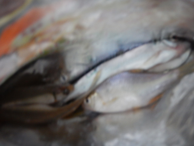 54382441473D36001D