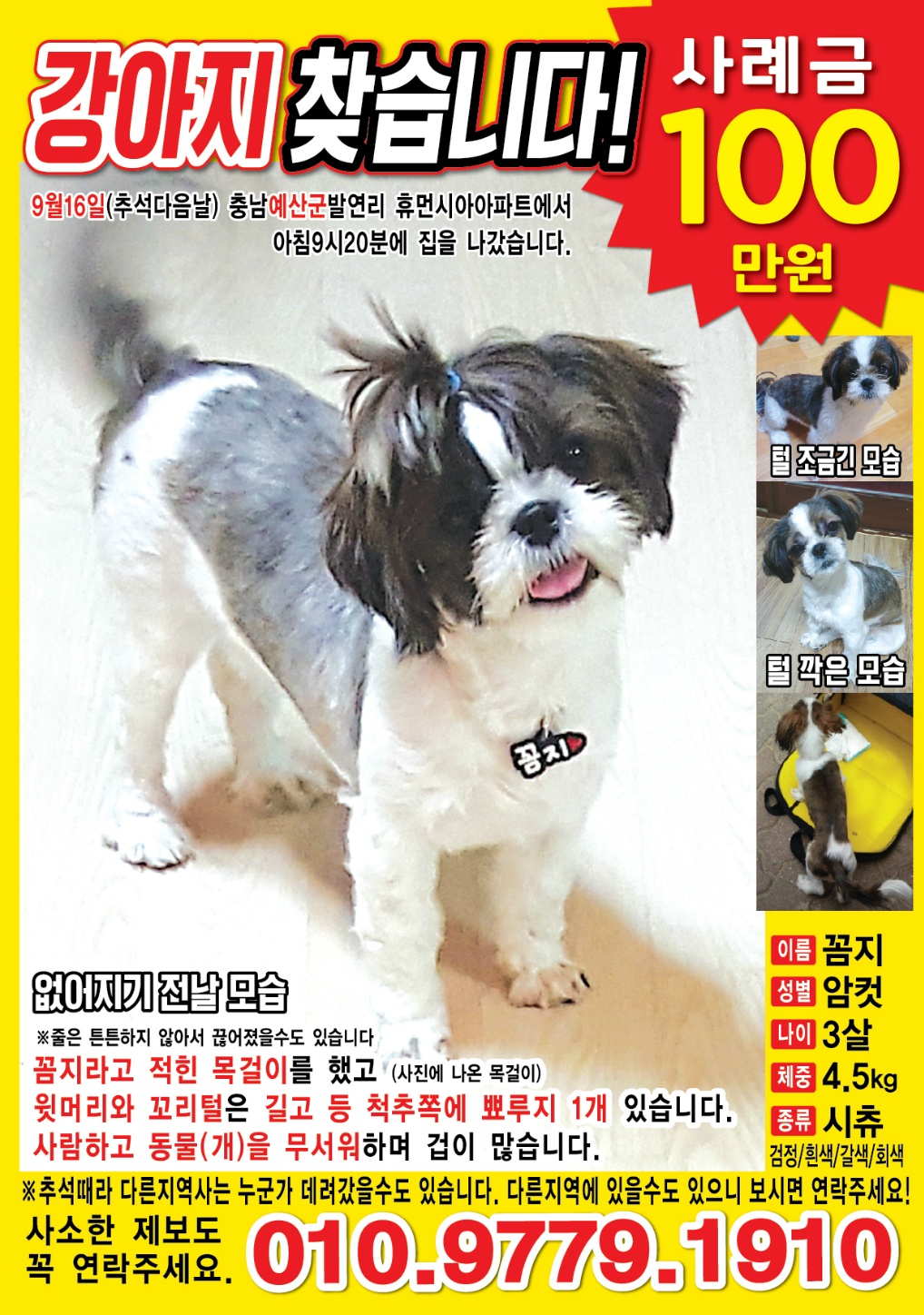 시츄 꼼지 너무 애타게 찾고 있습니다.. 한번씩만봐주세요! | 네이트 판