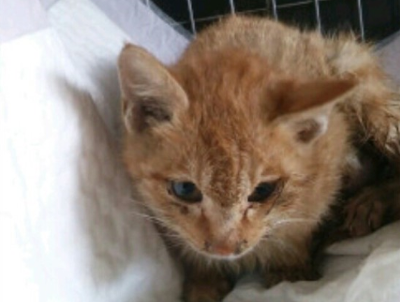  추운 날씨에도 버려지는 강아지들이 너무 많네요..ㅠㅠ | 인스티즈