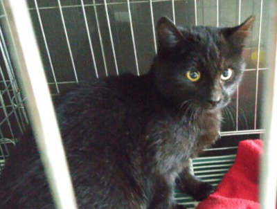  추운 날씨에도 버려지는 강아지들이 너무 많네요..ㅠㅠ | 인스티즈