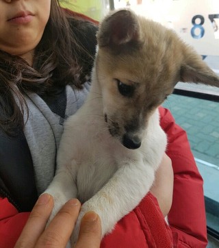  추운 날씨에도 버려지는 강아지들이 너무 많네요..ㅠㅠ | 인스티즈