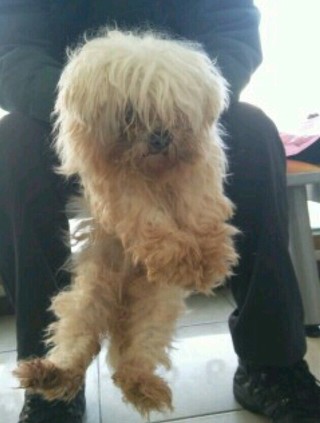  추운 날씨에도 버려지는 강아지들이 너무 많네요..ㅠㅠ | 인스티즈