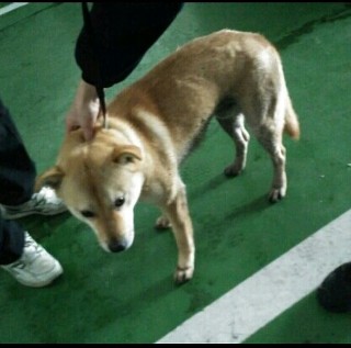  추운 날씨에도 버려지는 강아지들이 너무 많네요..ㅠㅠ | 인스티즈