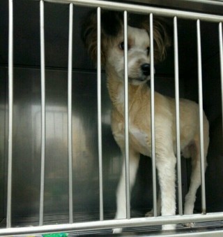  추운 날씨에도 버려지는 강아지들이 너무 많네요..ㅠㅠ | 인스티즈