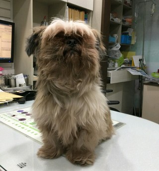  추운 날씨에도 버려지는 강아지들이 너무 많네요..ㅠㅠ | 인스티즈