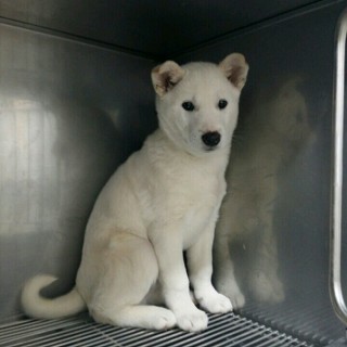  추운 날씨에도 버려지는 강아지들이 너무 많네요..ㅠㅠ | 인스티즈