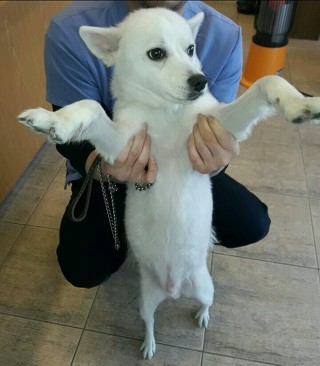  추운 날씨에도 버려지는 강아지들이 너무 많네요..ㅠㅠ | 인스티즈