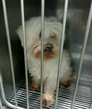  추운 날씨에도 버려지는 강아지들이 너무 많네요..ㅠㅠ | 인스티즈